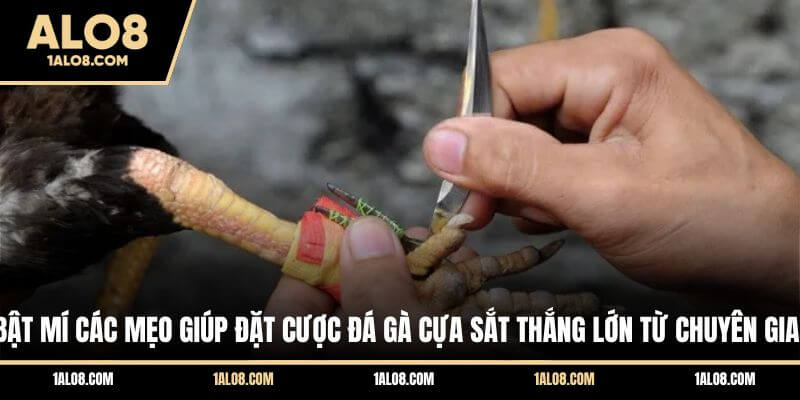 Luật Chơi Đá Gà Cựa Sắt Chi Tiết Trên Mọi Sàn Đấu Bật mí các mẹo giúp đặt cược đá gà cựa sắt thắng lớn từ chuyên gia