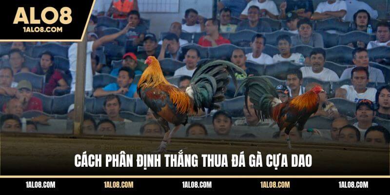 Luật Chơi Đá Gà Cựa Dao Chuẩn Từ A - Z Cho Người Mới Cách phân định thắng thua đá gà cựa dao