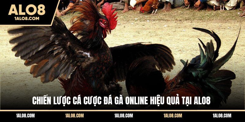 Đá Gà Trên Mạng - Trải Nghiệm Những Màn So Tài Đỉnh Cao Chiến lược cá cược đá gà online hiệu quả tại ALO8