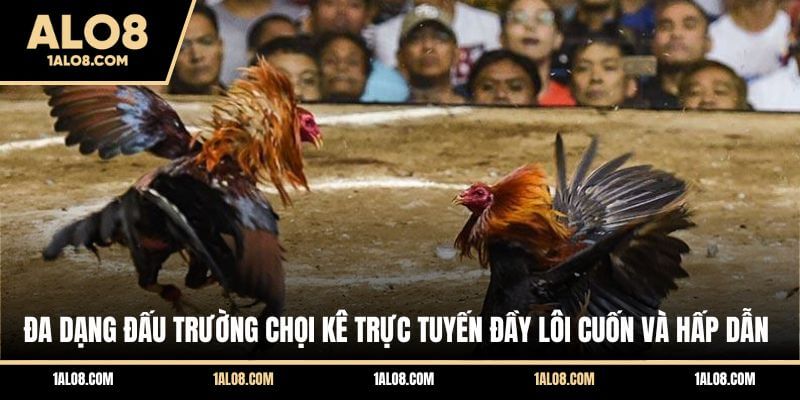 Đá Gà Trên Mạng - Trải Nghiệm Những Màn So Tài Đỉnh Cao Đa dạng đấu trường chọi kê trực tuyến đầy lôi cuốn và hấp dẫn