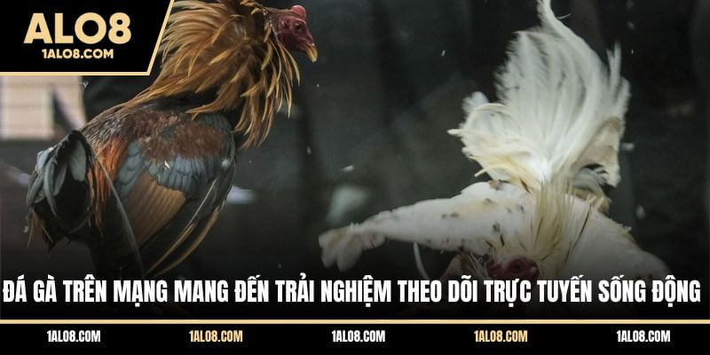 Đá Gà Trên Mạng - Trải Nghiệm Những Màn So Tài Đỉnh Cao Đá gà trên mạng mang đến trải nghiệm theo dõi trực tuyến sống động