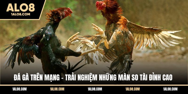 Đá Gà Trên Mạng - Trải Nghiệm Những Màn So Tài Đỉnh Cao Đá Gà Trên Mạng - Trải Nghiệm Những Màn So Tài Đỉnh Cao