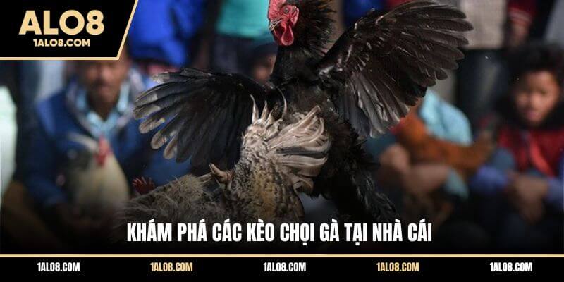Khám phá các kèo chọi gà tại nhà cái