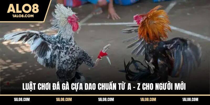 Luật Chơi Đá Gà Cựa Dao Chuẩn Từ A - Z Cho Người Mới Luật Chơi Đá Gà Cựa Dao Chuẩn Từ A - Z Cho Người Mới