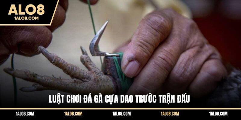 Luật Chơi Đá Gà Cựa Dao Chuẩn Từ A - Z Cho Người Mới Luật chơi đá gà cựa dao trước trận đấu