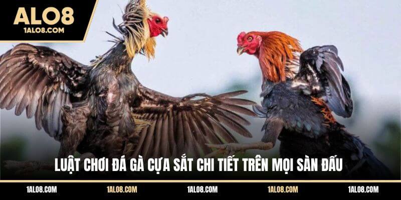 Luật Chơi Đá Gà Cựa Sắt Chi Tiết Trên Mọi Sàn Đấu Luật Chơi Đá Gà Cựa Sắt Chi Tiết Trên Mọi Sàn Đấu
