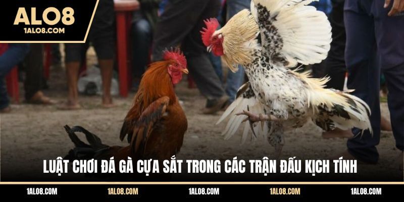 Luật Chơi Đá Gà Cựa Sắt Chi Tiết Trên Mọi Sàn Đấu Luật chơi đá gà cựa sắt trong các trận đấu kịch tính
