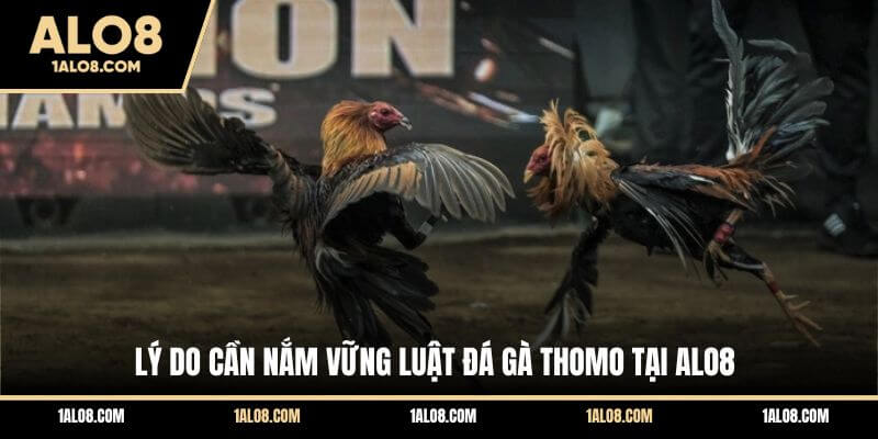 Luật Chơi Đá Gà Thomo - Cập Nhật Quy Định Cụ Thể Lý do cần nắm vững luật đá gà Thomo tại ALO8