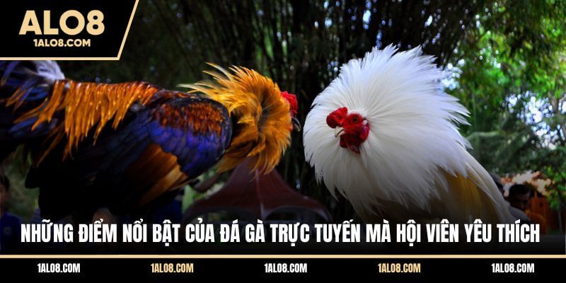 Đá Gà Trên Mạng - Trải Nghiệm Những Màn So Tài Đỉnh Cao Những điểm nổi bật của đá gà trực tuyến mà hội viên yêu thích