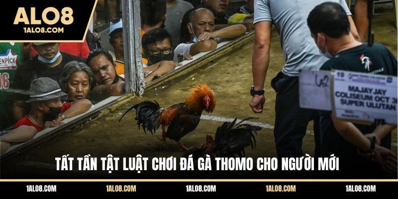 Luật Chơi Đá Gà Thomo - Cập Nhật Quy Định Cụ Thể Tất tần tật luật chơi đá gà Thomo cho người mới