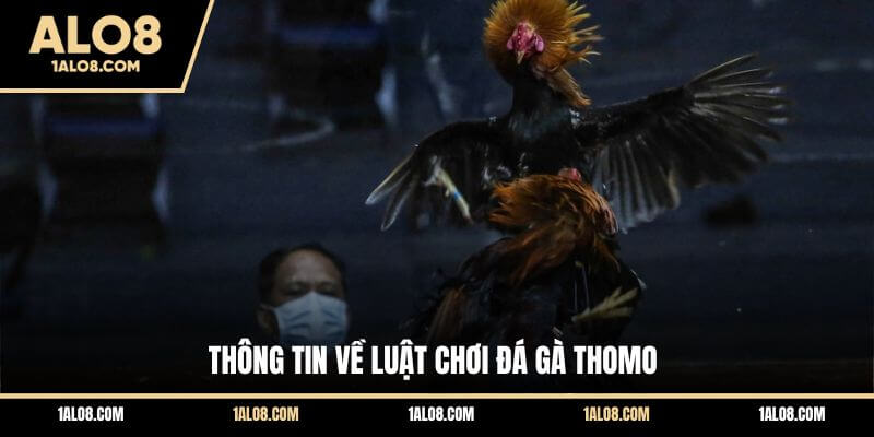 Luật Chơi Đá Gà Thomo - Cập Nhật Quy Định Cụ Thể Thông tin về luật chơi đá gà Thomo